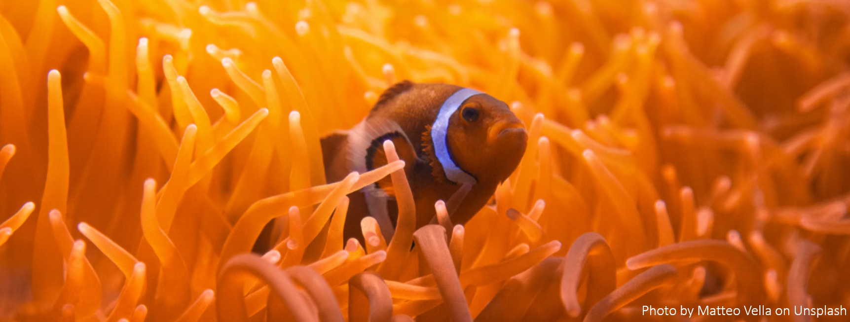 Picture of a clownfish in an orange anemone