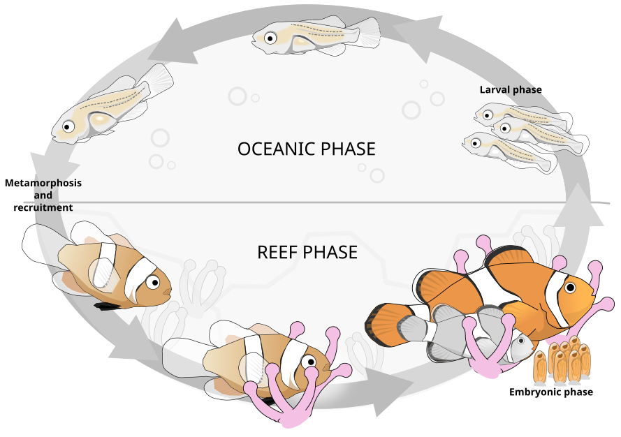 Diagram of the common clownfish lifecycle between pelagic larval life and settlement into the reef