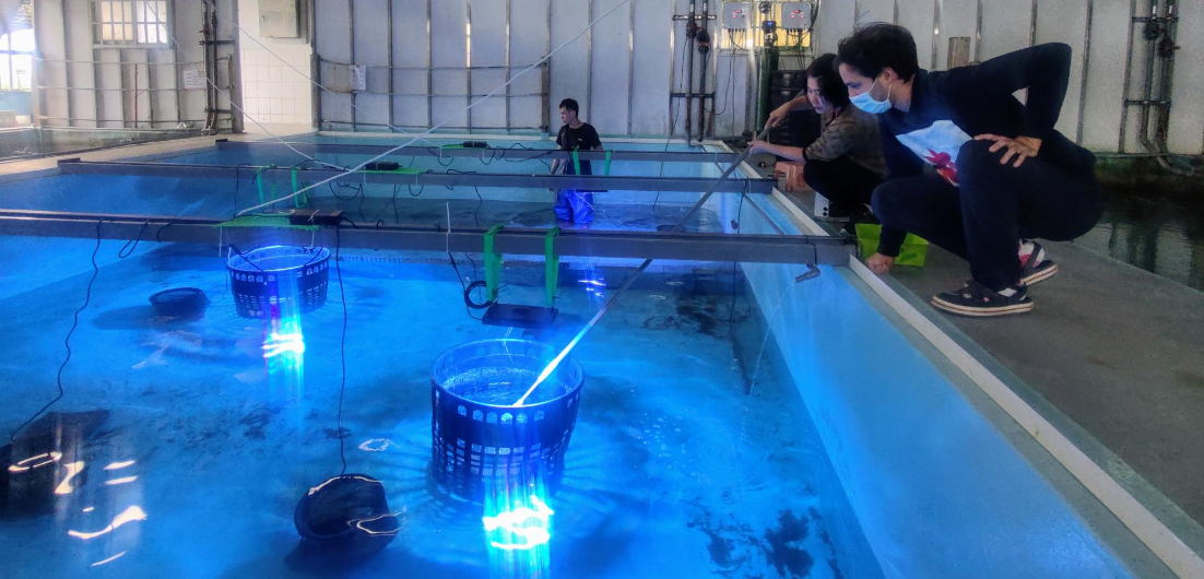 Me and my colleague working at the sea anemone pool of the marine station