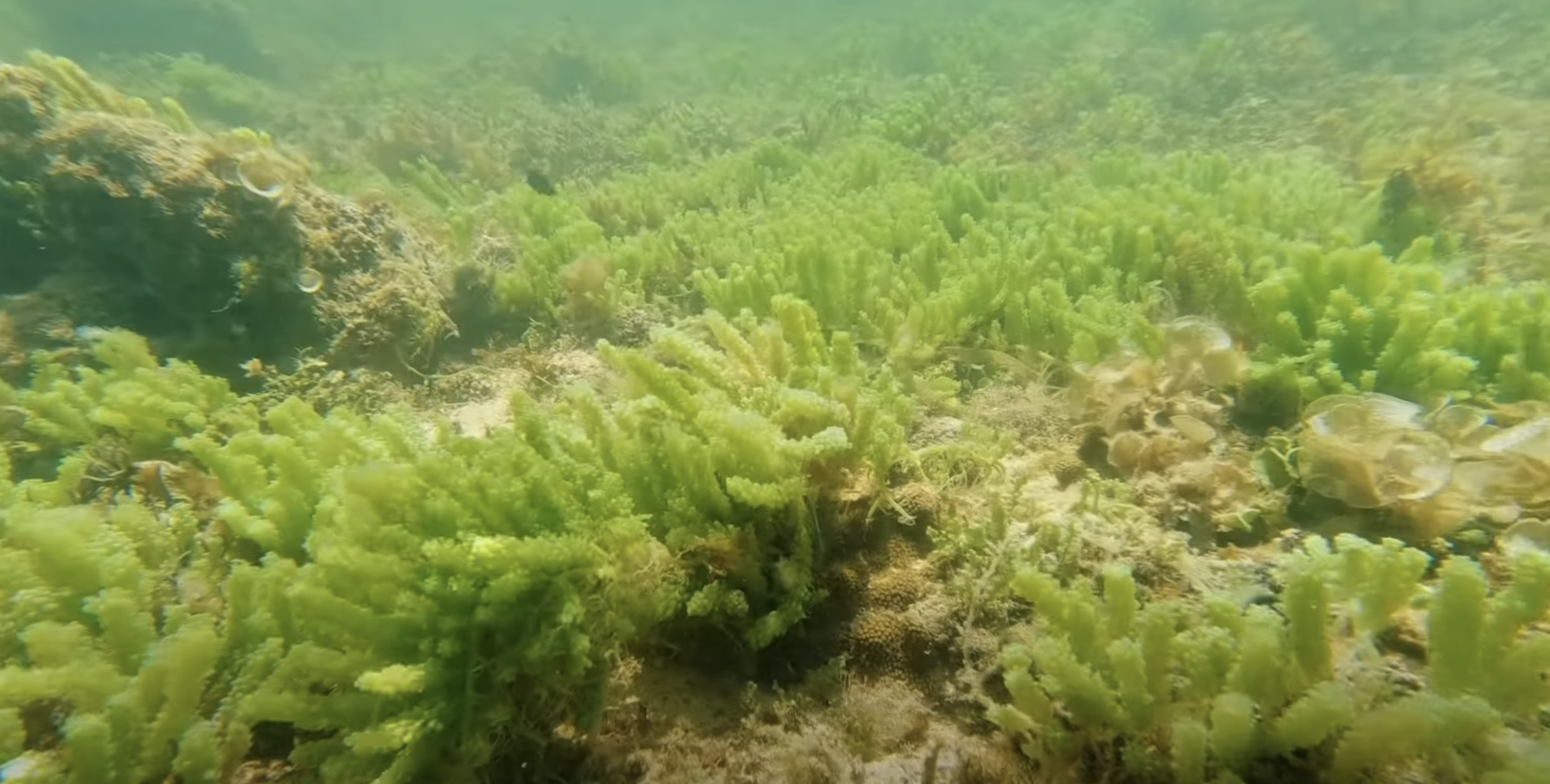 A field of bright green Caulerpa, near Bantayan Island, Philippines . From Rey Baruc Youtube channel