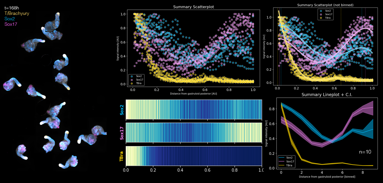 Plots showing alternative quantifications of the marker expression patterns in Gastruloids