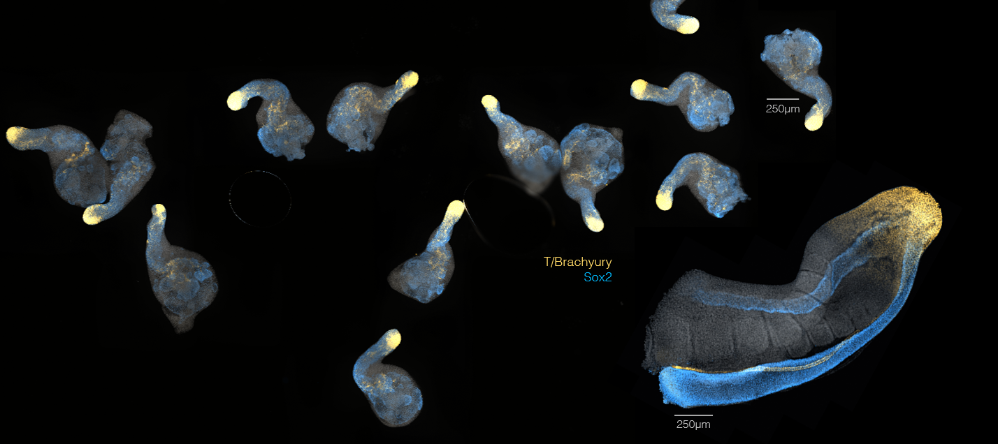 Gastruloids next to the tailbud of a mouse embryo. The same makers have been immunostained in both.