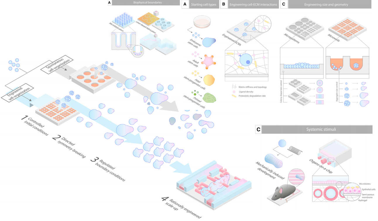 Isometric illustration of bioengineering approaches to organoid technology