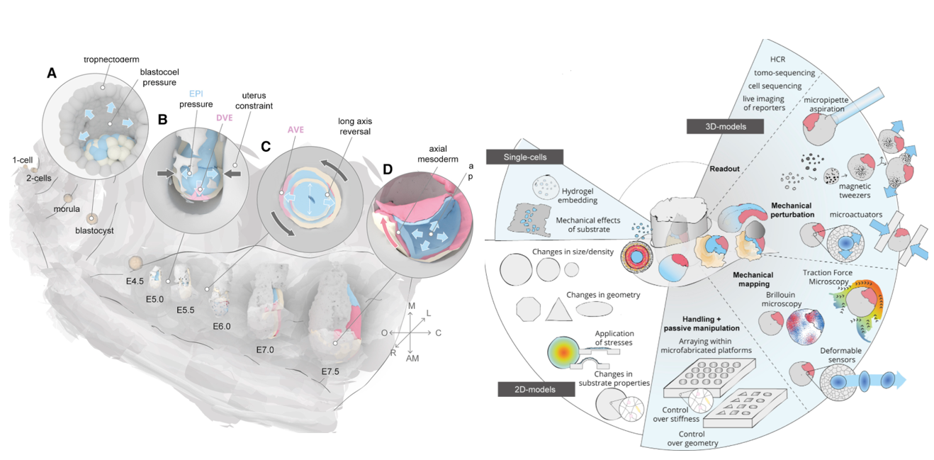 Illustration of mouse implantation and mechanical experimental tools