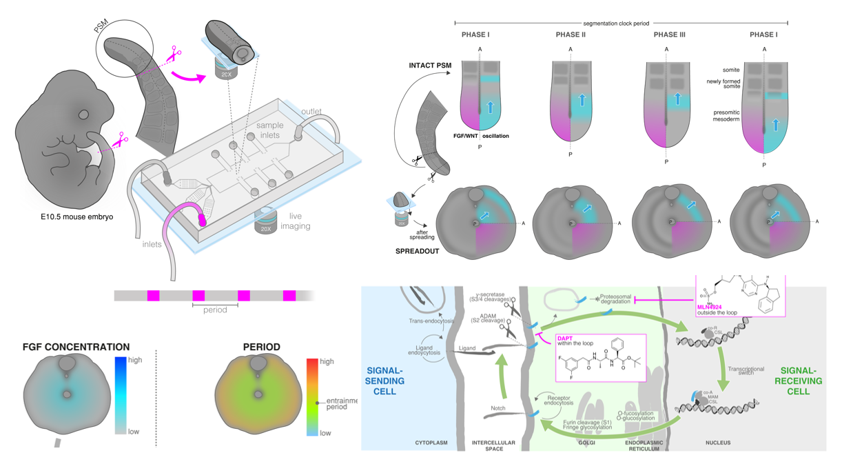 2D Illustration of mouse tail entrainment experiments