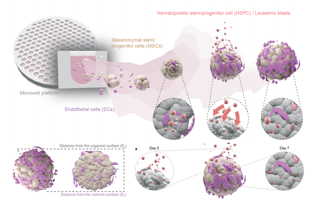 3D render of bone marrow organoids