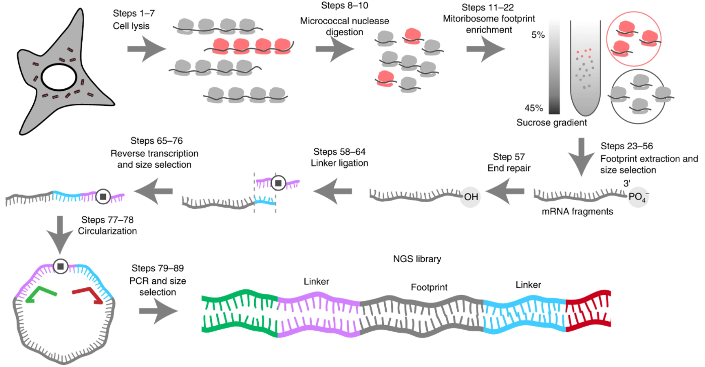 Schematic of a protocol for mitochondrial ribosome profiling