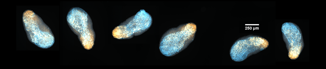 Gastruloids immunostained for endoderm marker FoxA2 and posterior marker TBra