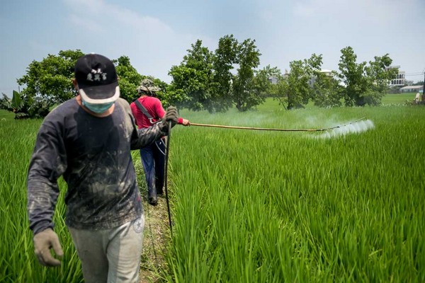 Farmers spraying chlorpyrifos pesticide on crops